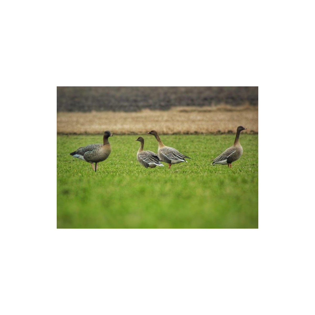 Kortnæbbede Gæs Avian-X