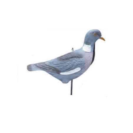 Pigeon Shell "Upright head"