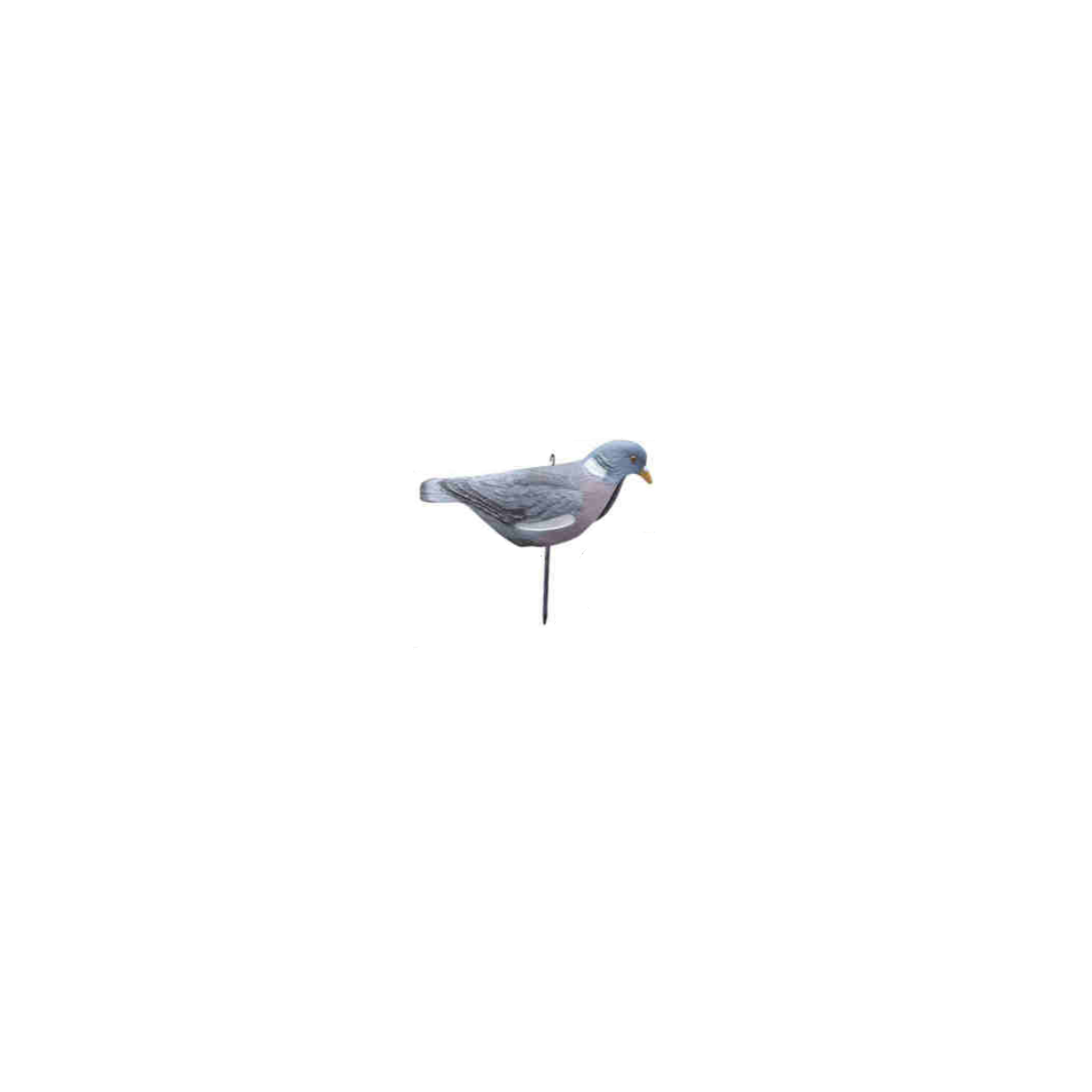 Pigeon Shell "Regular Head"