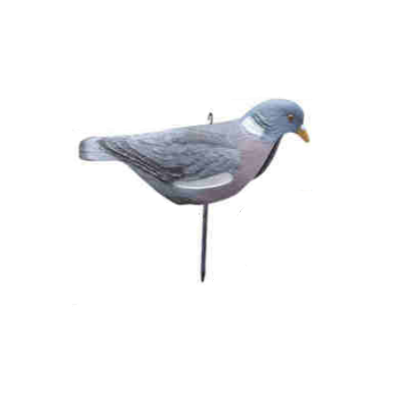 Pigeon Shell "Regular Head"
