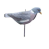 Pigeon Shell "Regular Head"