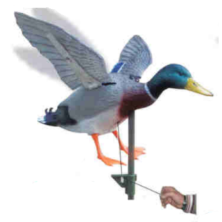 Gråandrik "Beating wings"