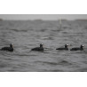 6 pack Sortænder fra Tanglefree