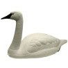 Svane