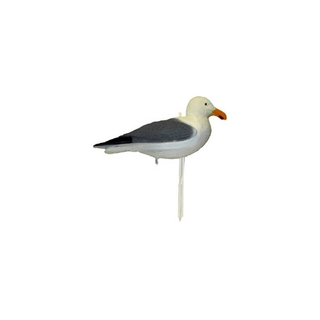 Lokkemåge på fod