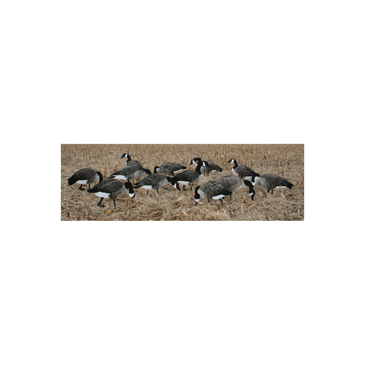 Canadagæs RealGeese 