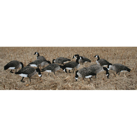 Canada Geese RealGeese 12 pc Pack