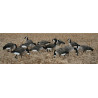 Canadagæs RealGeese 