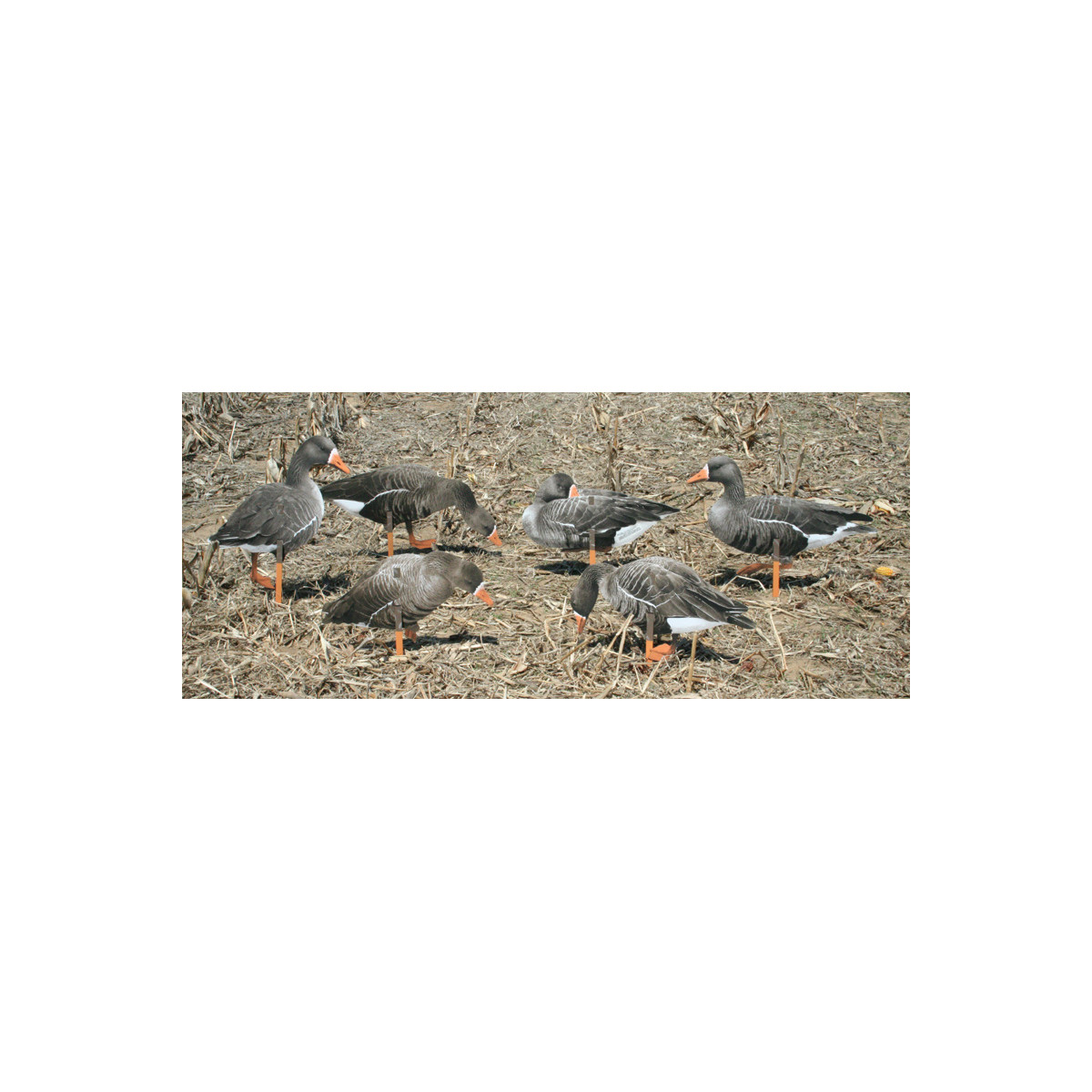 Grågæs RealGeese