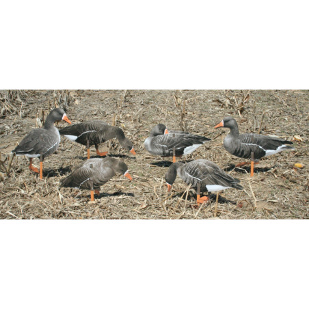 Greylarge RealGeese 12 Pc Pack