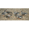 Grågæs RealGeese