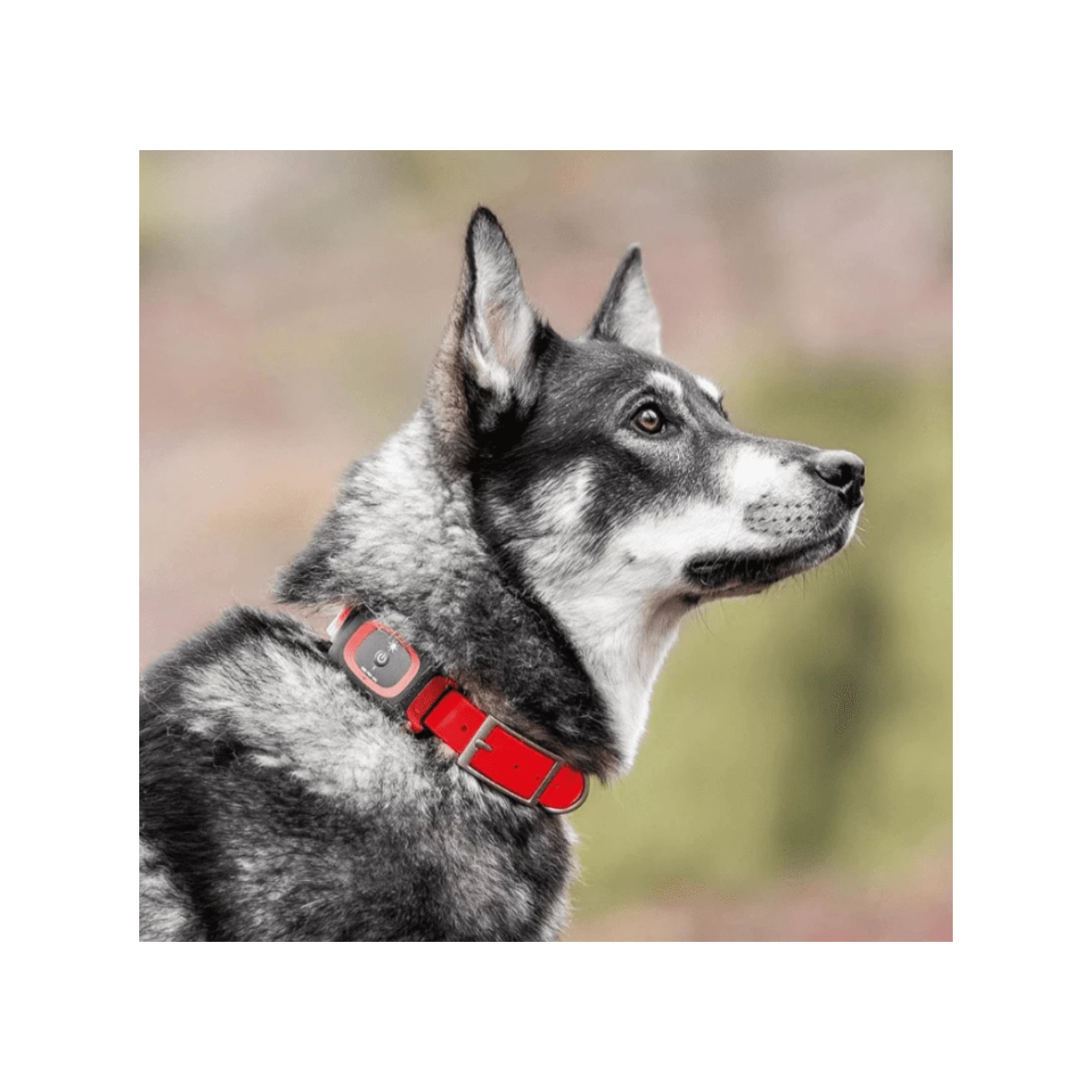 MiniFinder Dog Collar hundehalsbånd