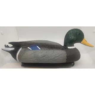 Mallard male