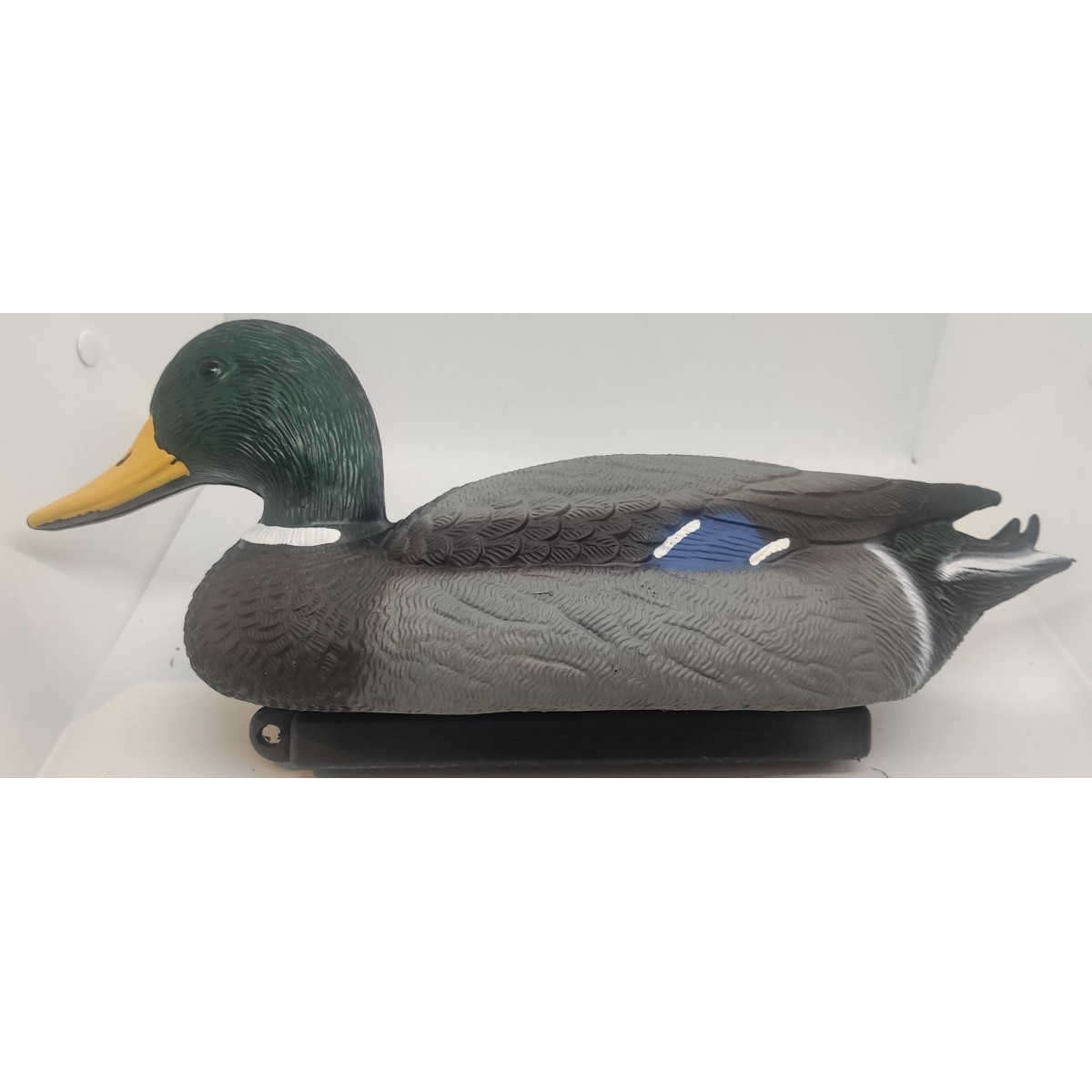 Mallard male