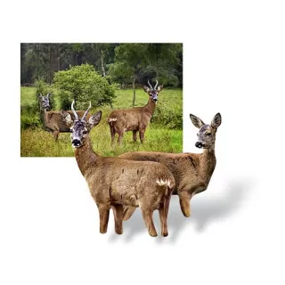 RoedeerTeaser