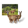 RoedeerTeaser