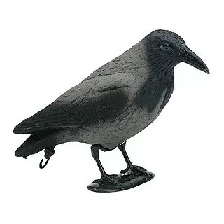 Crow