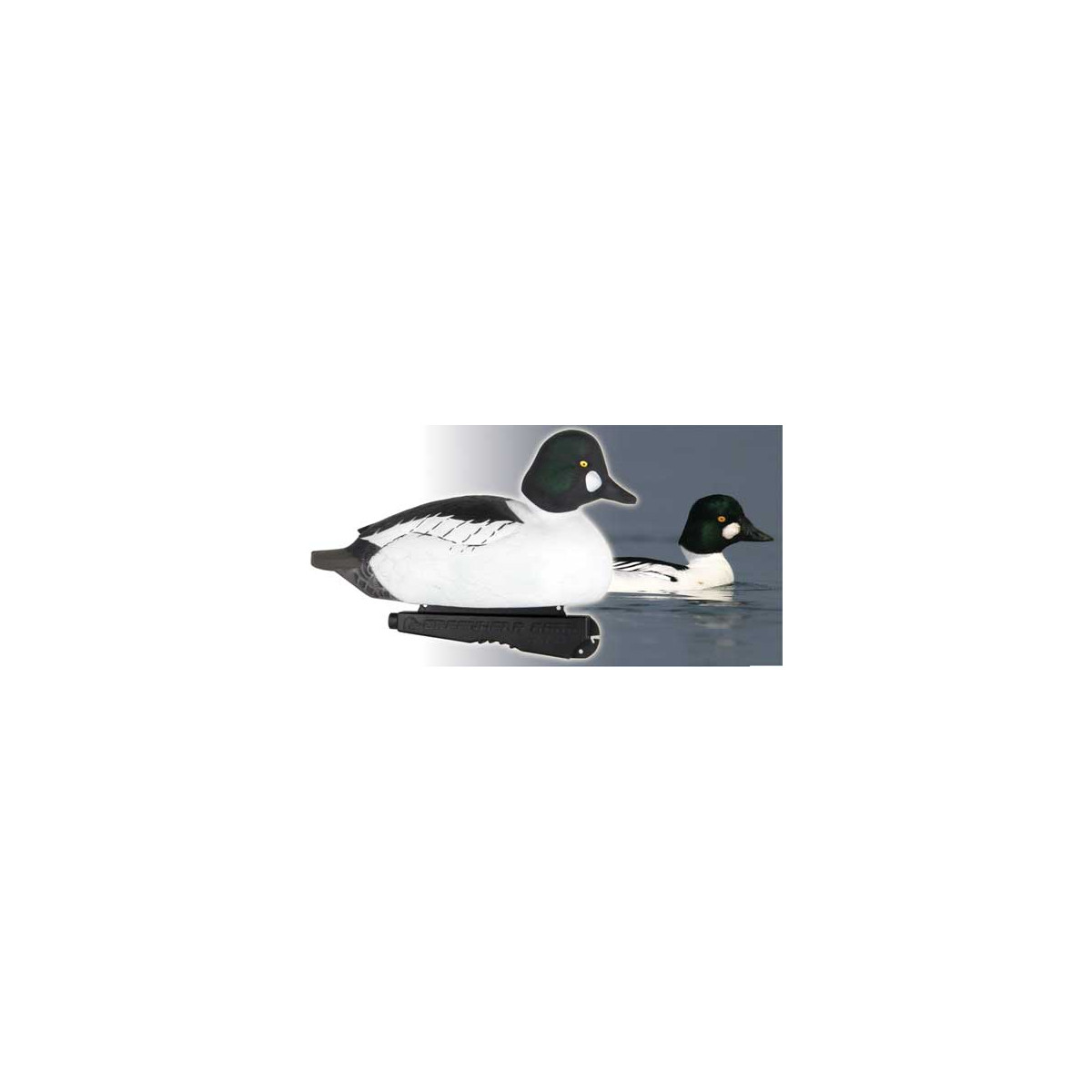 Goldeneyes from GreenHead