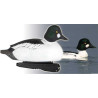 Goldeneyes from GreenHead
