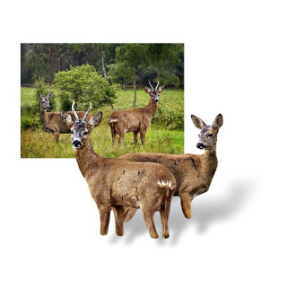 RoedeerTeaser