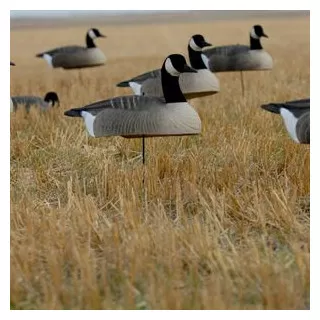 Canada Goose shells from...