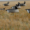 Canada gåse skaller fra GreenHead